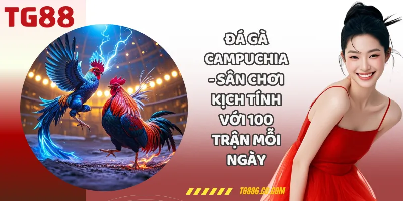 Đá Gà Campuchia - Sân Chơi Kịch Tính Với 100 Trận Mỗi Ngày