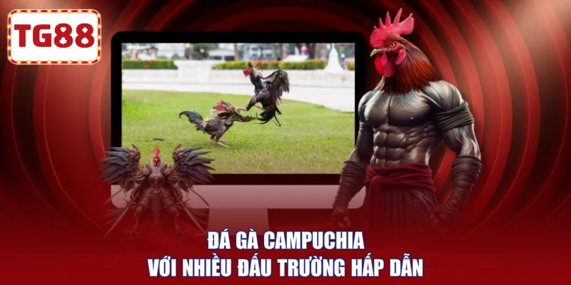 Đá gà Campuchia với nhiều đấu trường hấp dẫn