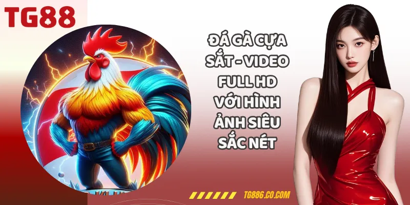 Đá Gà Cựa Sắt - Video Full HD Với Hình Ảnh Siêu Sắc Nét