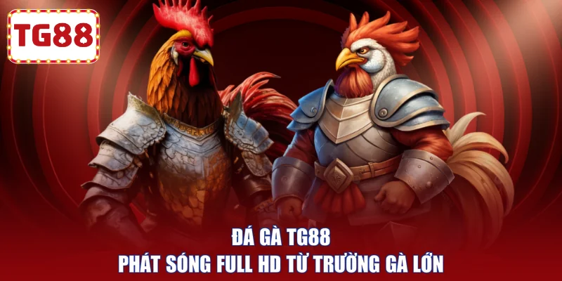 Đá gà TG88 phát sóng Full HD từ trường gà lớn