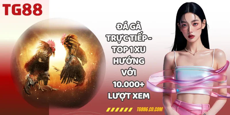 Đá Gà Trực Tiếp - Top 1 Xu Hướng Với 10.000+ Lượt Xem