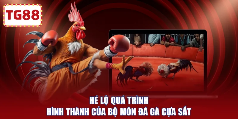 Hé lộ quá trình hình thành của bộ môn đá gà cựa sắt