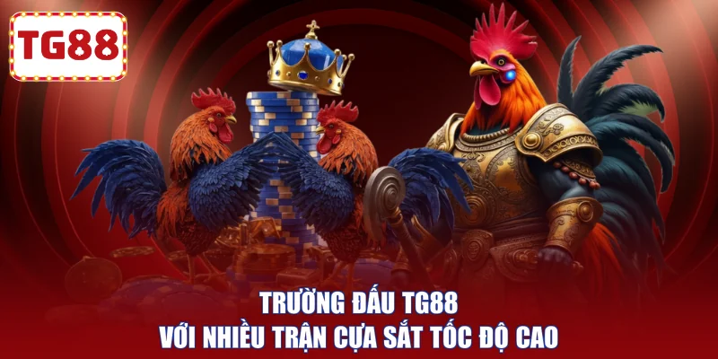 Trường đấu TG88 với nhiều trận cựa sắt tốc độ cao
